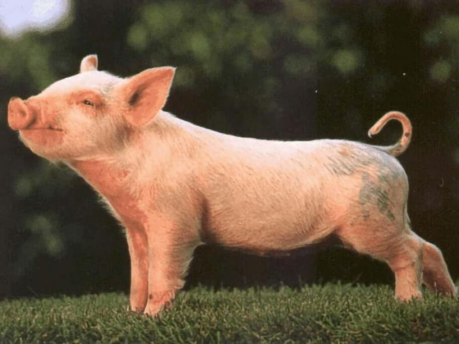 Инъецированная свинья
